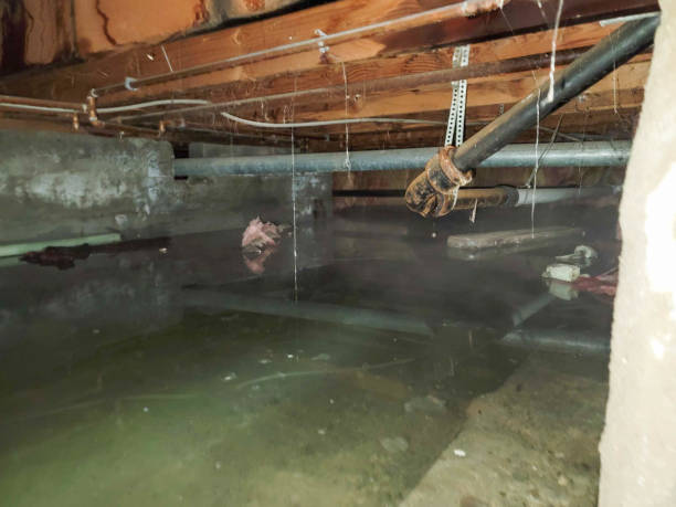 Best Water damage cleanup near me  in Purcellville, VA